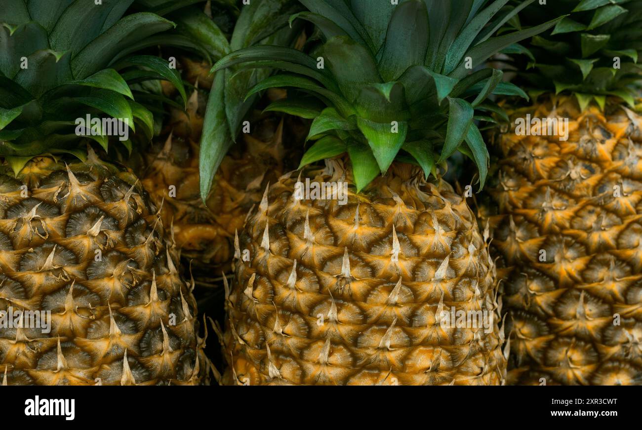 Bouquet d'ananas entiers et mûrs photographiés de près. Banque D'Images