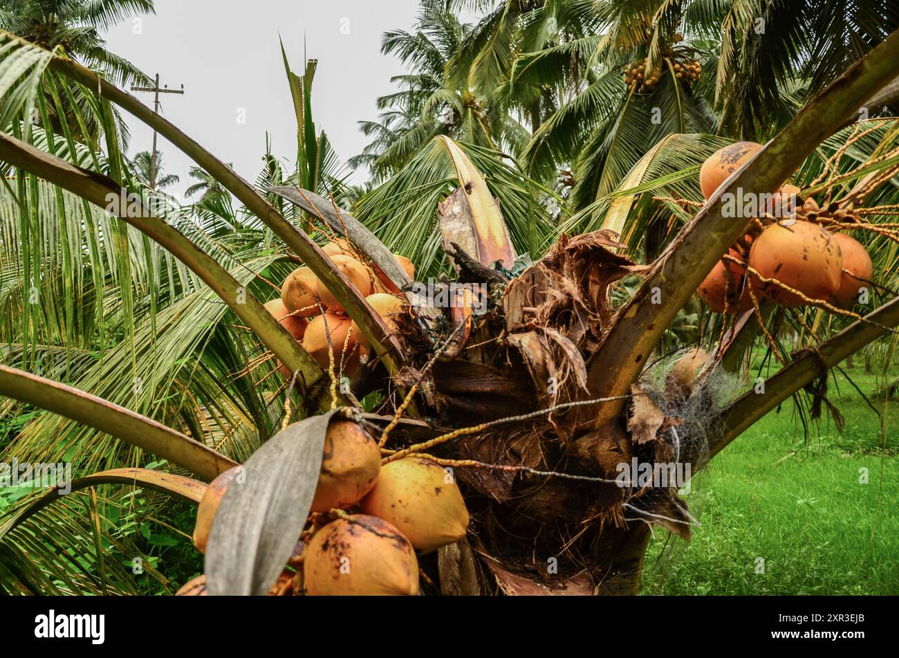 La noix de coco détruite par les coléoptères de Rhinoceros Banque D'Images