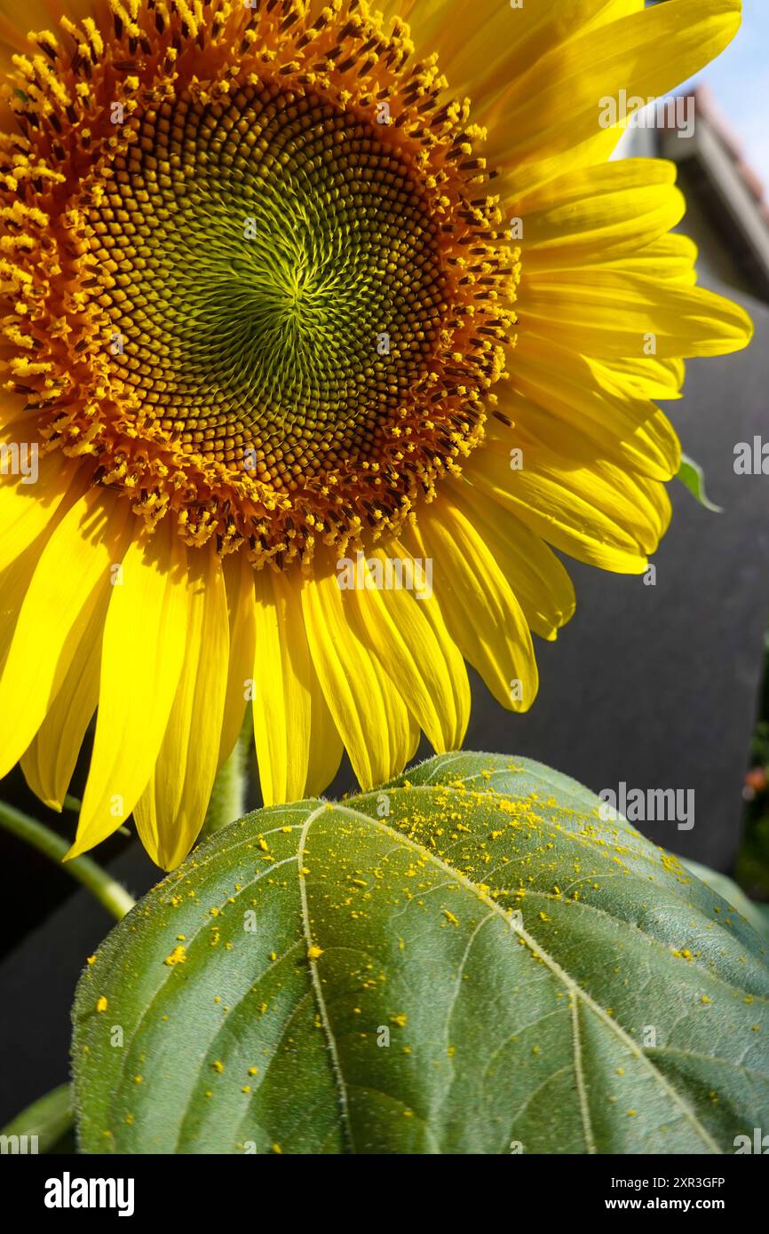 Floraison de tournesol avec du pollen jaune sur ses feuilles Banque D'Images
