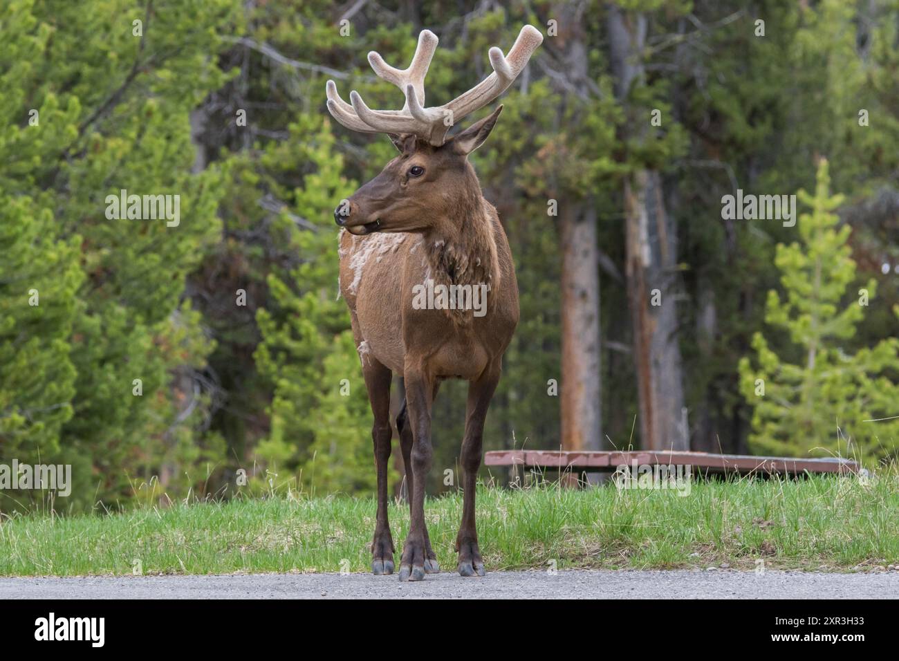 Elk dans une forêt d'arbres Yellowstone National Park . Wyoming , États-Unis Banque D'Images