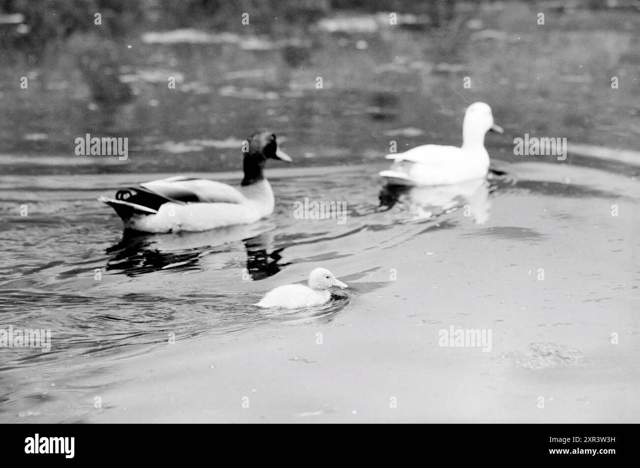Oiseaux nicheurs à Haarlem et ses environs, oiseaux, Haarlem, pays-Bas, 09-05-1984, Whizgle Dutch News : des images historiques sur mesure pour l'avenir. Explorez le passé néerlandais avec des perspectives modernes grâce à des images d'agences néerlandaises. Concilier les événements d'hier avec les perspectives de demain. Embarquez pour un voyage intemporel avec des histoires qui façonnent notre avenir. Banque D'Images