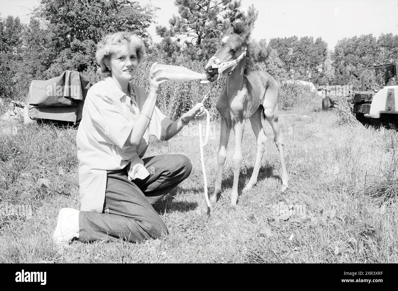 Femme donne un poulain maigre une bouteille, 26-07-1986, Whizgle Dutch News : images historiques sur mesure pour l'avenir. Explorez le passé néerlandais avec des perspectives modernes grâce à des images d'agences néerlandaises. Concilier les événements d'hier avec les perspectives de demain. Embarquez pour un voyage intemporel avec des histoires qui façonnent notre avenir. Banque D'Images