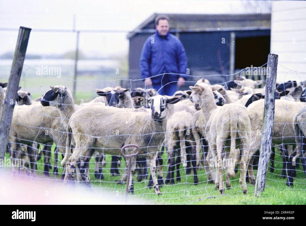 Éleveur de moutons, Rijsenhout, Rijsenhout, 12-04-2001, Whizgle Dutch News : des images historiques sur mesure pour l'avenir. Explorez le passé néerlandais avec des perspectives modernes grâce à des images d'agences néerlandaises. Concilier les événements d'hier avec les perspectives de demain. Embarquez pour un voyage intemporel avec des histoires qui façonnent notre avenir. Banque D'Images Éleveur de moutons, Rijsenhout, Rijsenhout, 12-04-2001, Whizgle Dutch News : des images historiques sur mesure pour l'avenir. Explorez le passé néerlandais avec des perspectives modernes grâce à des images d'agences néerlandaises. Concilier les événements d'hier avec les perspectives de demain. Embarquez pour un voyage intemporel avec des histoires qui façonnent notre avenir. Banque D'Images