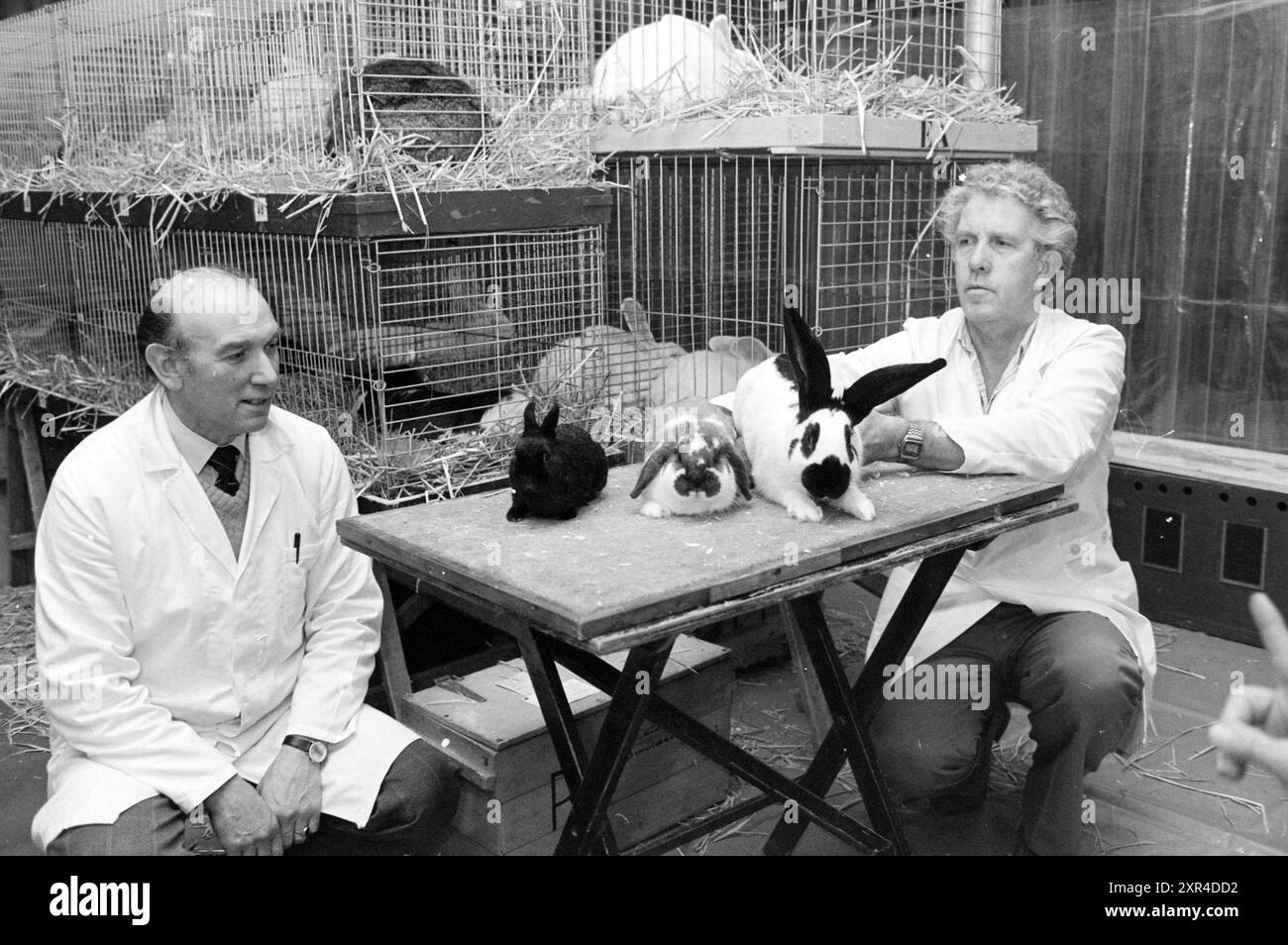 Inspection exposition des petits animaux Santpoort, animaux, inspections, Santpoort, 01-11-1984, Whizgle Dutch News : des images historiques sur mesure pour l'avenir. Explorez le passé néerlandais avec des perspectives modernes grâce à des images d'agences néerlandaises. Concilier les événements d'hier avec les perspectives de demain. Embarquez pour un voyage intemporel avec des histoires qui façonnent notre avenir. Banque D'Images