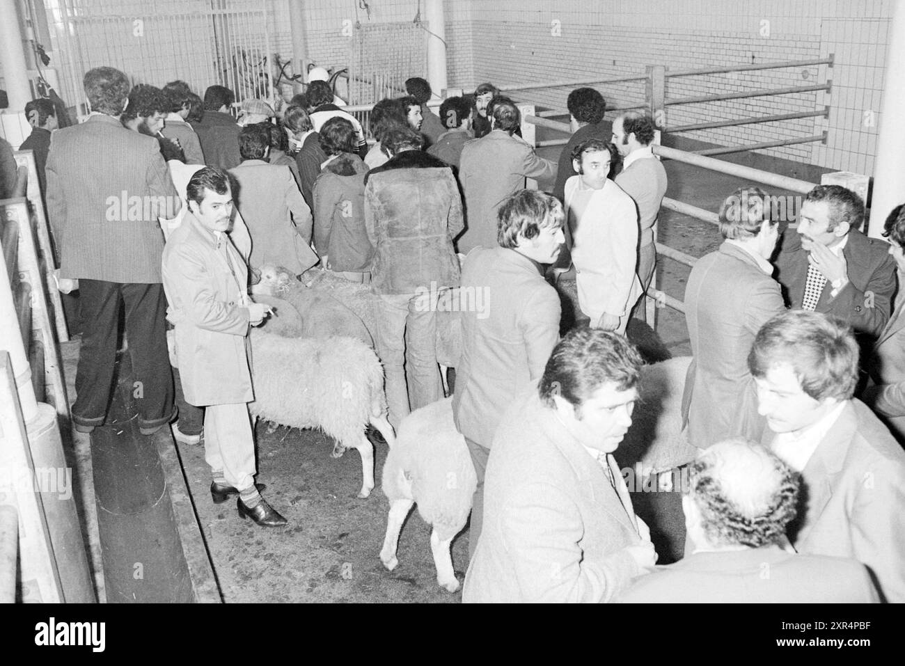 Groupe d'hommes avec des moutons près d'une clôture, 12-11-1978, Whizgle Dutch News : des images historiques sur mesure pour l'avenir. Explorez le passé néerlandais avec des perspectives modernes grâce à des images d'agences néerlandaises. Concilier les événements d'hier avec les perspectives de demain. Embarquez pour un voyage intemporel avec des histoires qui façonnent notre avenir. Banque D'Images