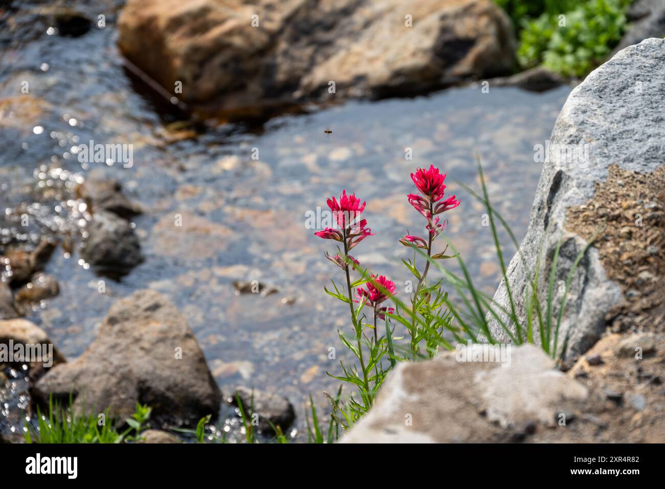 Gros plan de fleurs roses de pinceau magenta avec l'eau de Dead Horse Creek en arrière-plan, Paradise Area dans le parc national du Mont Rainier, outd Banque D'Images