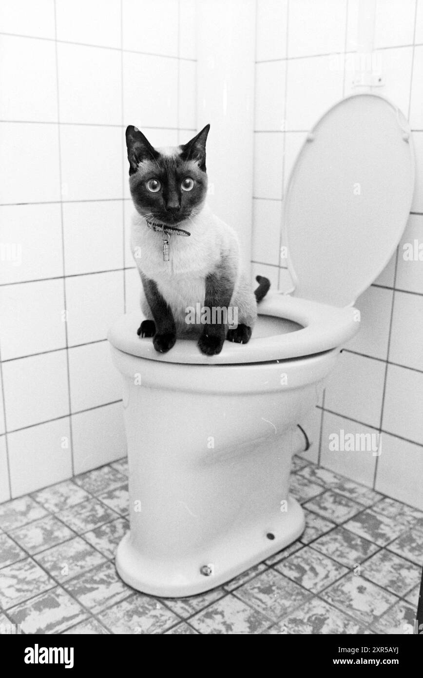 Chats pis dans les toilettes, chats, 30-09-1981, Whizgle Dutch News : images historiques sur mesure pour l'avenir. Explorez le passé néerlandais avec des perspectives modernes grâce à des images d'agences néerlandaises. Concilier les événements d'hier avec les perspectives de demain. Embarquez pour un voyage intemporel avec des histoires qui façonnent notre avenir. Banque D'Images