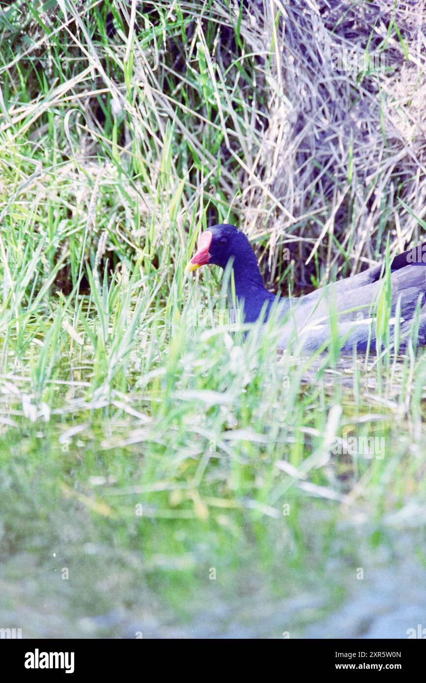 Moorhen, Whizgle Dutch News : des images historiques sur mesure pour l'avenir. Explorez le passé néerlandais avec des perspectives modernes grâce à des images d'agences néerlandaises. Concilier les événements d'hier avec les perspectives de demain. Embarquez pour un voyage intemporel avec des histoires qui façonnent notre avenir. Banque D'Images