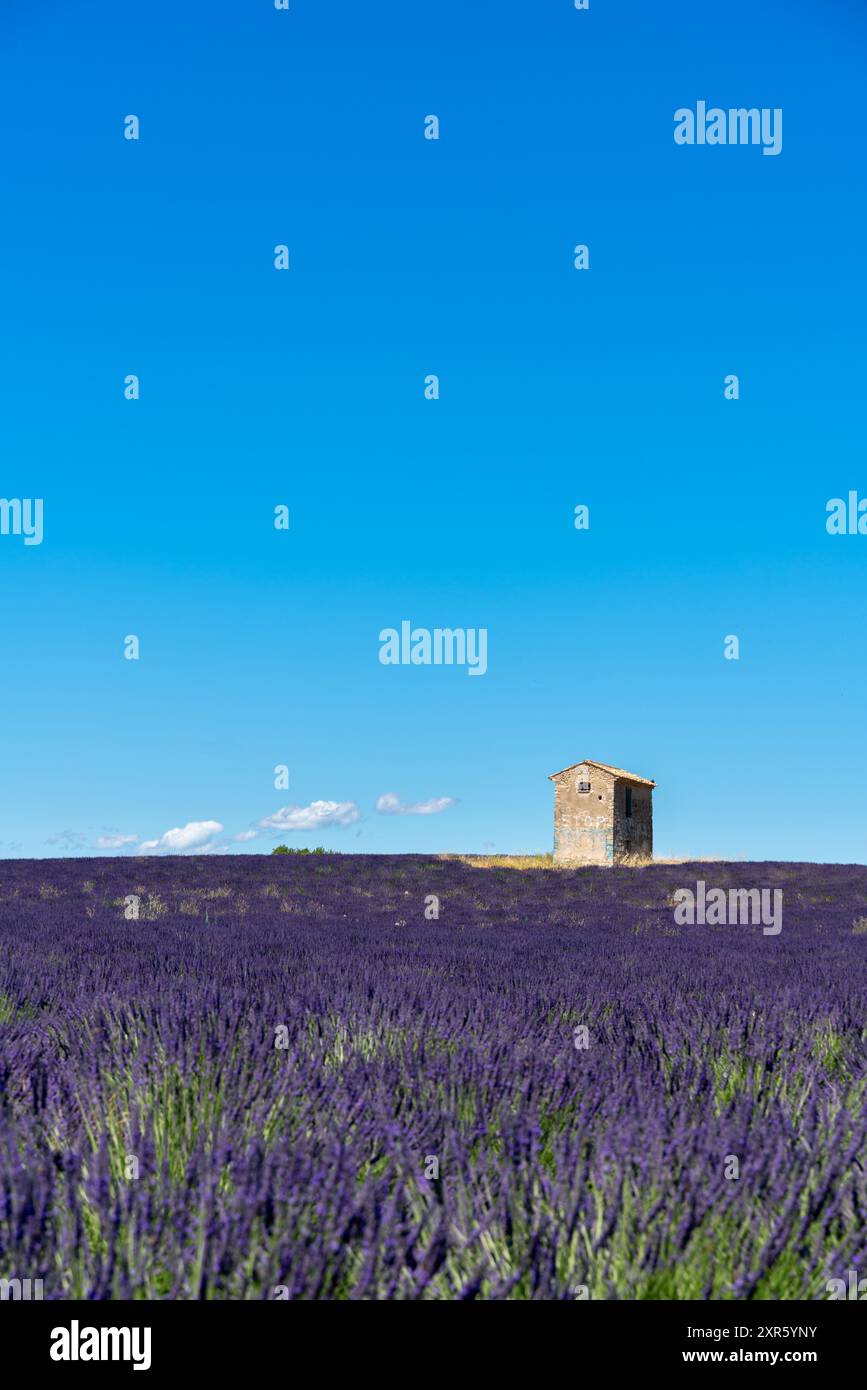 Champ de lavande en fleurs au coucher du soleil avec une maison sur l'horizon - Valensole, Provence, France Banque D'Images