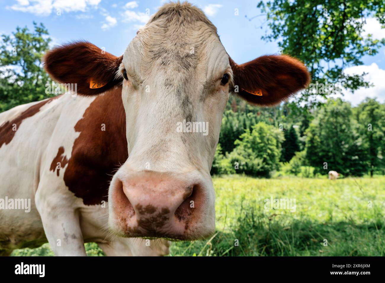 curieuse vache dans le champ regardant la caméra Banque D'Images