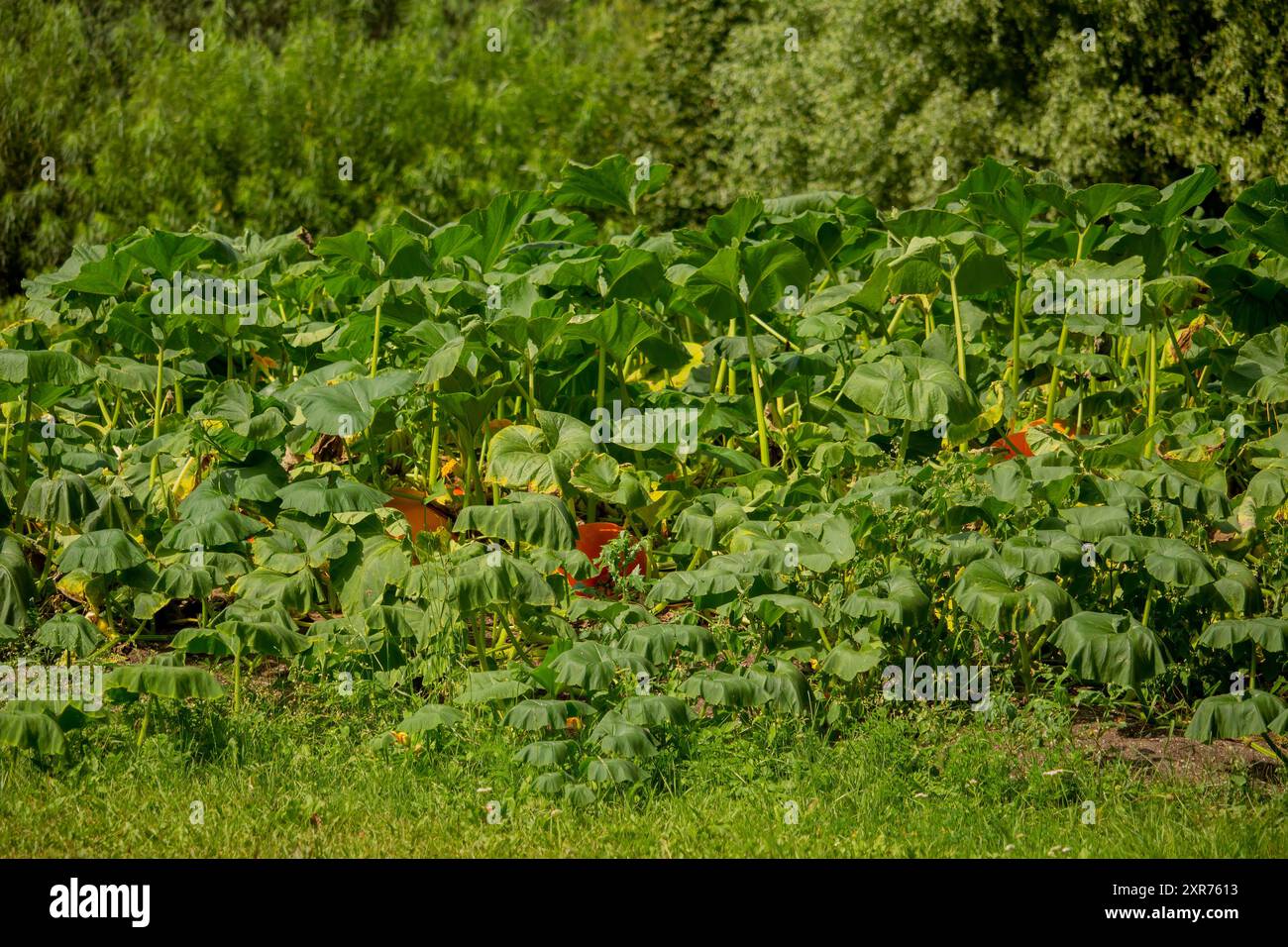 cultiver des plantes, des fleurs et des fruits en pleine terre dans une pépinière de citrouilles spécialisée Banque D'Images