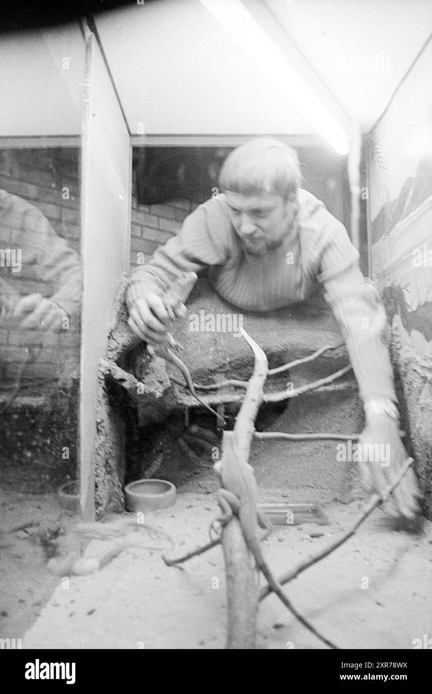 Nouveaux animaux sur la ferme animale., Petting zoo, 24-01-1972, Whizgle Dutch News : images historiques sur mesure pour l'avenir. Explorez le passé néerlandais avec des perspectives modernes grâce à des images d'agences néerlandaises. Concilier les événements d'hier avec les perspectives de demain. Embarquez pour un voyage intemporel avec des histoires qui façonnent notre avenir. Banque D'Images