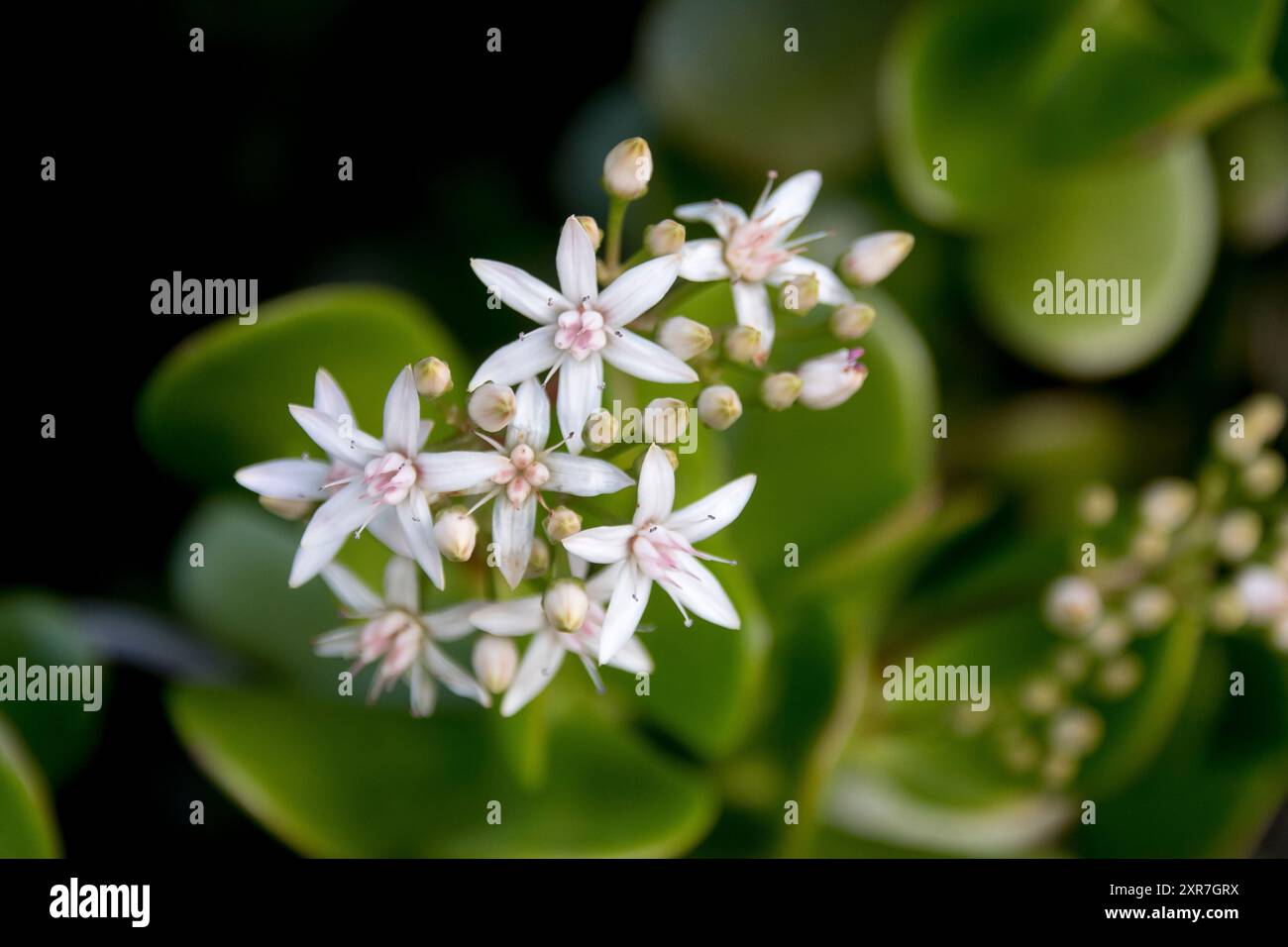 Fleurs blanches en forme d'étoile de Jade Plant, plante d'argent, Crassula ovata Pink. Originaire d'Afrique du Sud, cultivant dans le jardin du Queensland, Australie. Banque D'Images