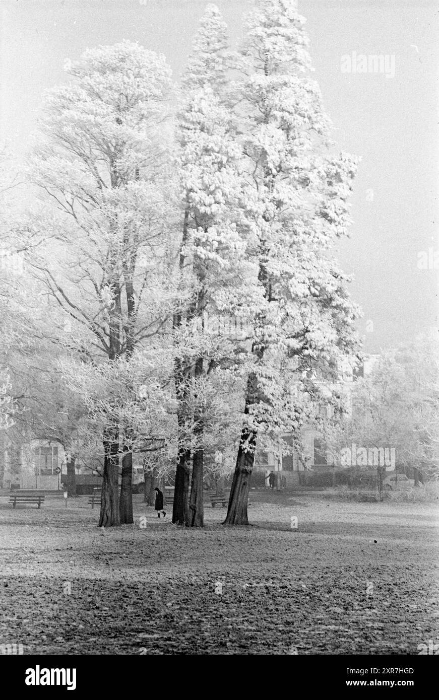 Arbres givrés, Kenau Park, hiver, Haarlem, Kenaupark, pays-Bas, 11-12-1969, Whizgle Dutch News : des images historiques sur mesure pour l'avenir. Explorez le passé néerlandais avec des perspectives modernes grâce à des images d'agences néerlandaises. Concilier les événements d'hier avec les perspectives de demain. Embarquez pour un voyage intemporel avec des histoires qui façonnent notre avenir. Banque D'Images