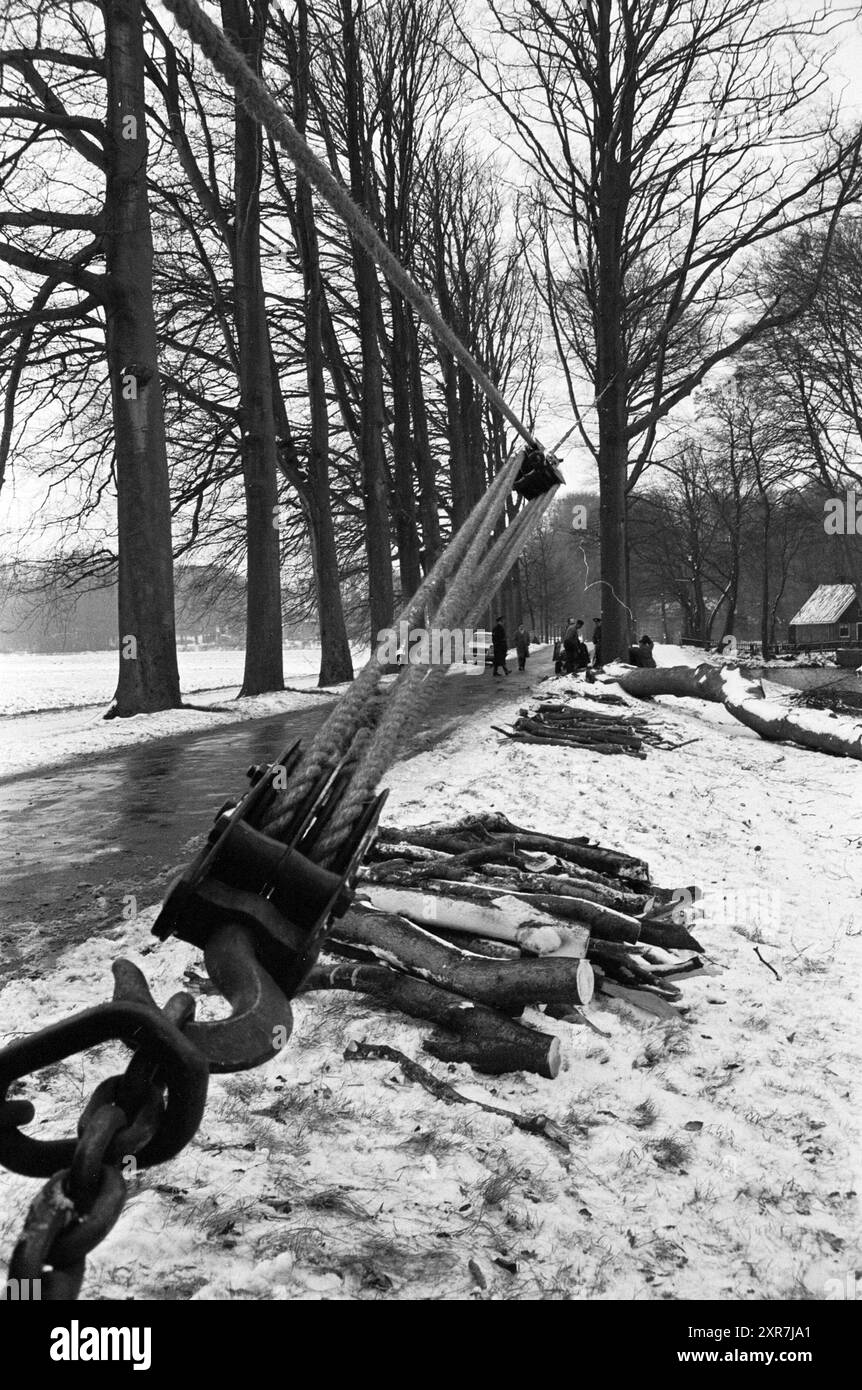 Couper les arbres Elswoutslaan, travail, 18-02-1964, Whizgle Dutch News : images historiques sur mesure pour l'avenir. Explorez le passé néerlandais avec des perspectives modernes grâce à des images d'agences néerlandaises. Concilier les événements d'hier avec les perspectives de demain. Embarquez pour un voyage intemporel avec des histoires qui façonnent notre avenir. Banque D'Images