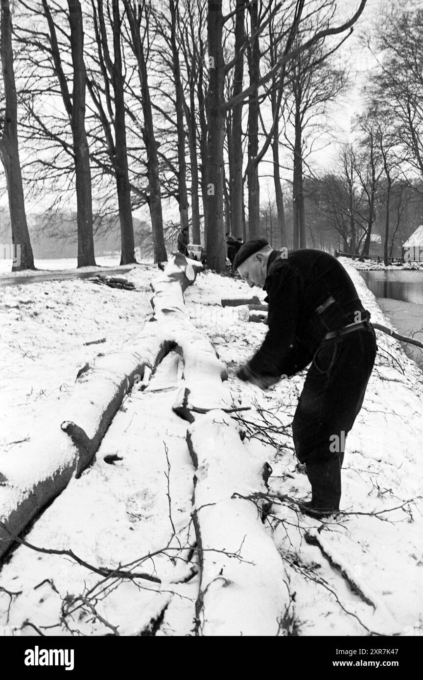 Couper les arbres Elswoutslaan, travail, 18-02-1964, Whizgle Dutch News : images historiques sur mesure pour l'avenir. Explorez le passé néerlandais avec des perspectives modernes grâce à des images d'agences néerlandaises. Concilier les événements d'hier avec les perspectives de demain. Embarquez pour un voyage intemporel avec des histoires qui façonnent notre avenir. Banque D'Images