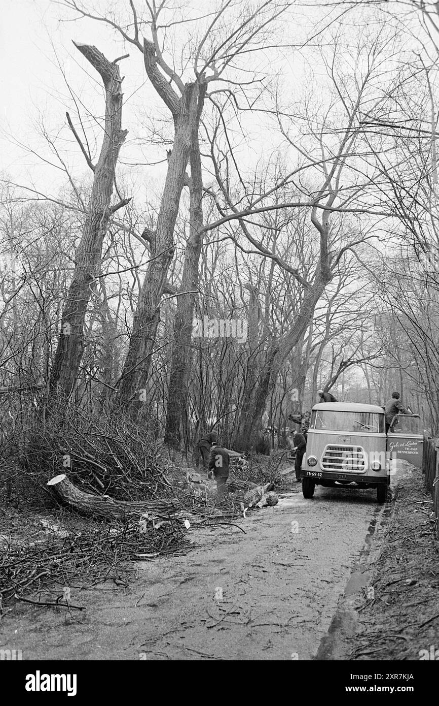 Couper les arbres, Duinlustweg, arbres, 31-03-1969, Whizgle Dutch News : des images historiques sur mesure pour l'avenir. Explorez le passé néerlandais avec des perspectives modernes grâce à des images d'agences néerlandaises. Concilier les événements d'hier avec les perspectives de demain. Embarquez pour un voyage intemporel avec des histoires qui façonnent notre avenir. Banque D'Images
