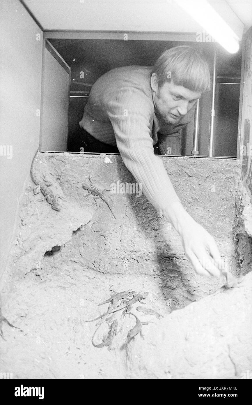 Nouveaux animaux sur la ferme animale., Petting zoo, 24-01-1972, Whizgle Dutch News : images historiques sur mesure pour l'avenir. Explorez le passé néerlandais avec des perspectives modernes grâce à des images d'agences néerlandaises. Concilier les événements d'hier avec les perspectives de demain. Embarquez pour un voyage intemporel avec des histoires qui façonnent notre avenir. Banque D'Images