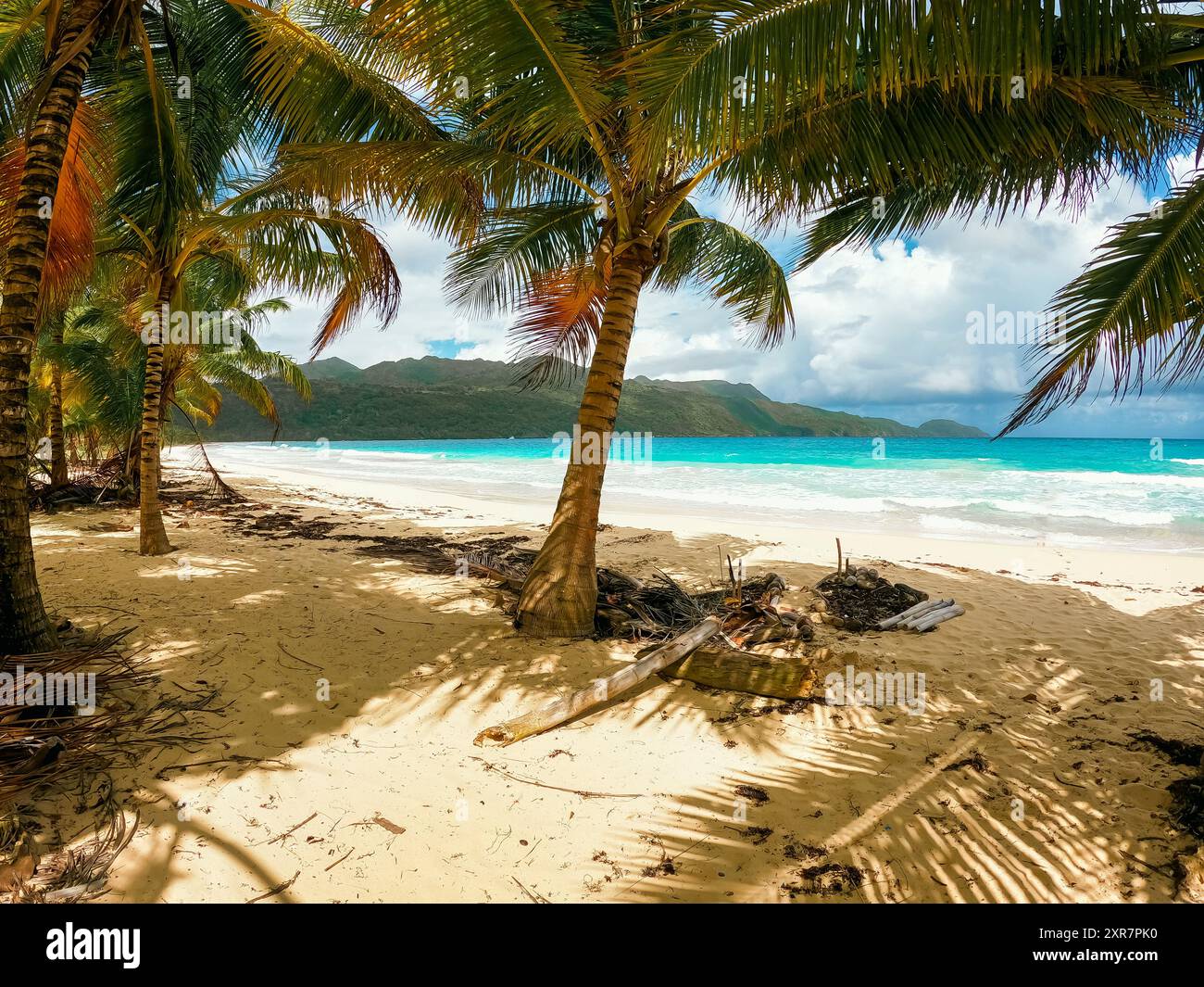 République Dominicaine : plage de palmiers, République Dominicaine, Caraïbes Banque D'Images