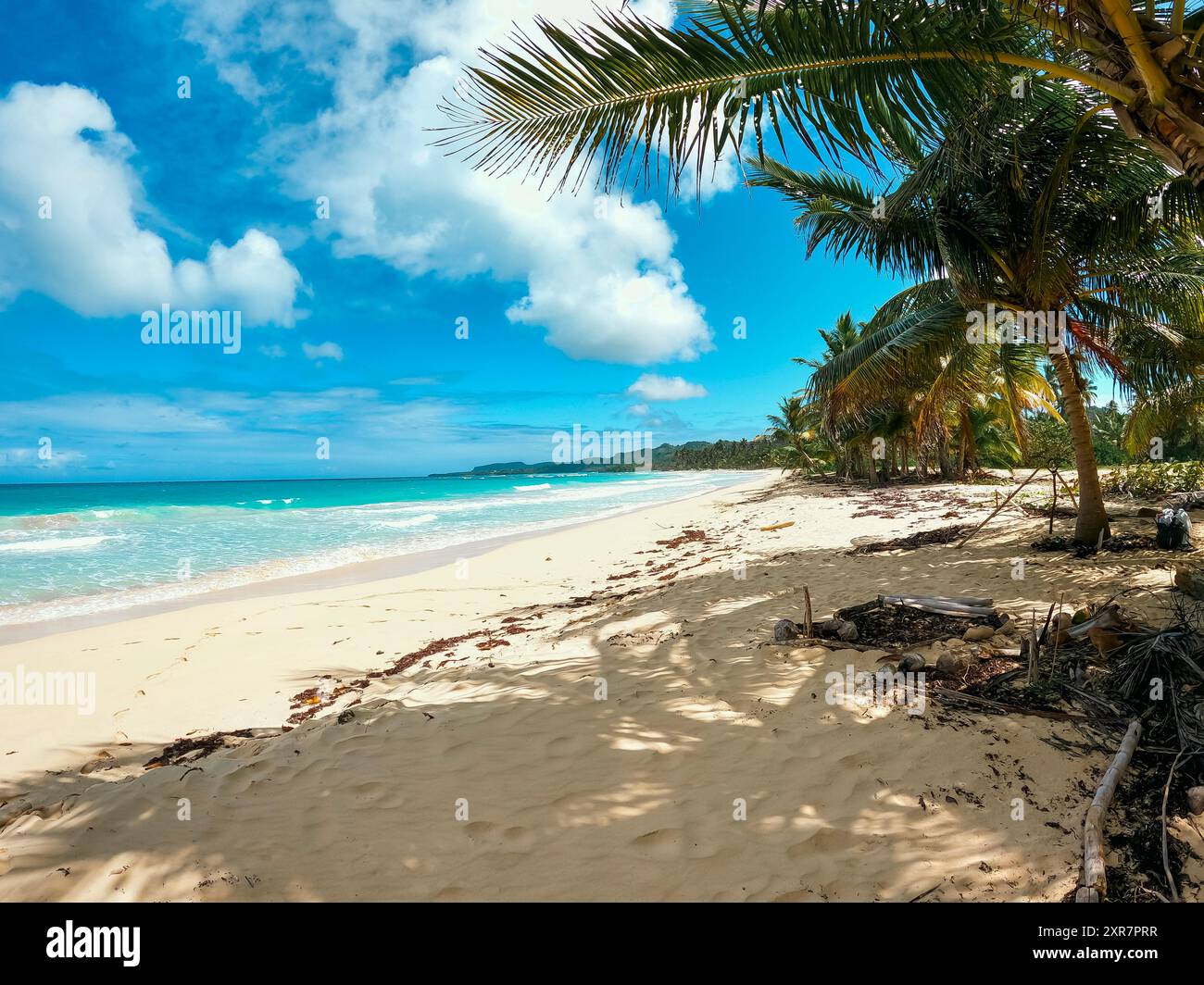 République Dominicaine : plage de palmiers, République Dominicaine, Caraïbes Banque D'Images