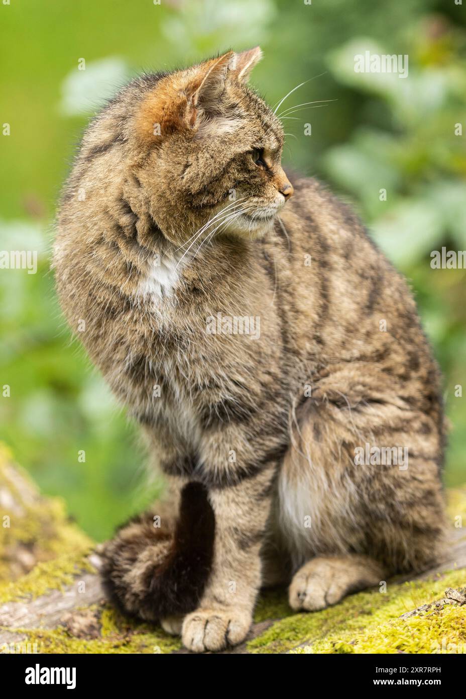 Le chat sauvage écossais en danger critique d'extinction en captivité dans le Lake District Banque D'Images