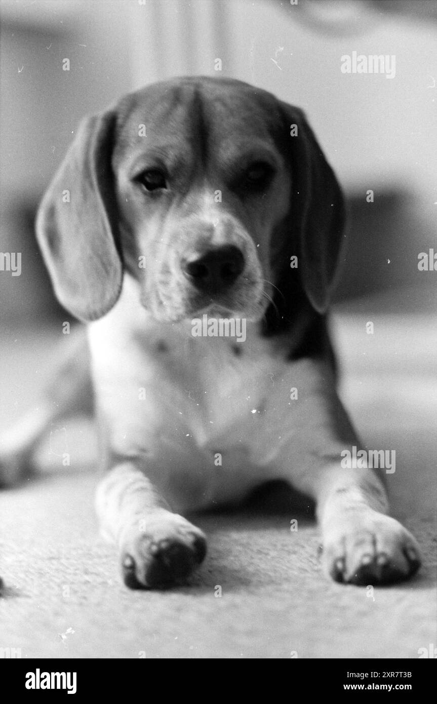 Chien attaqué de la famille Brandsma, chiens, 18-03-1987, Whizgle Dutch News : images historiques sur mesure pour l'avenir. Explorez le passé néerlandais avec des perspectives modernes grâce à des images d'agences néerlandaises. Concilier les événements d'hier avec les perspectives de demain. Embarquez pour un voyage intemporel avec des histoires qui façonnent notre avenir. Banque D'Images