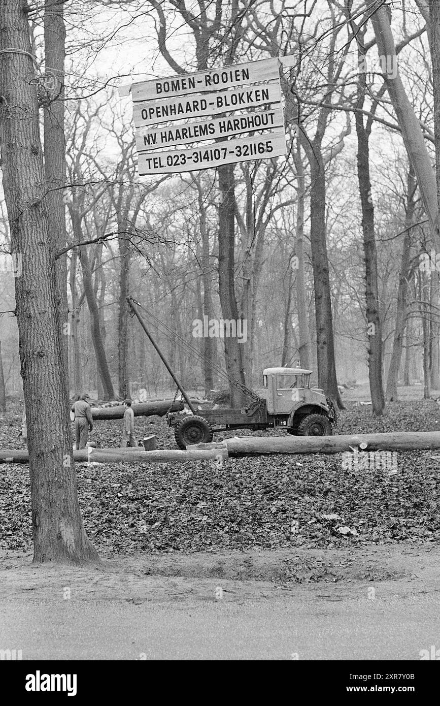 Couper les arbres, le bois, les arbres, 11-02-1972, Whizgle Dutch News : images historiques sur mesure pour l'avenir. Explorez le passé néerlandais avec des perspectives modernes grâce à des images d'agences néerlandaises. Concilier les événements d'hier avec les perspectives de demain. Embarquez pour un voyage intemporel avec des histoires qui façonnent notre avenir. Banque D'Images