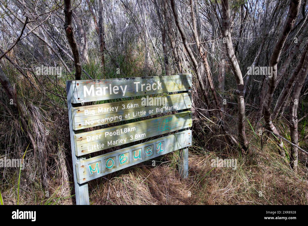 Marley Track dans le Royal National Park, un sentier de randonnée menant à Deer Pool et aux plages de Little et Big Marley, Nouvelle-Galles du Sud, Australie Banque D'Images