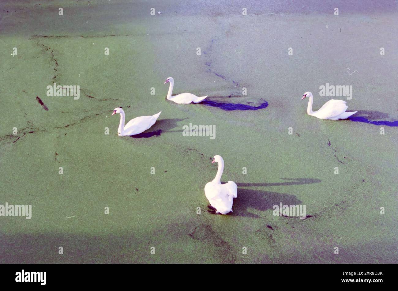 Cygnes en canard, Leidsevaart, 24-09-2000, Whizgle Dutch News : images historiques sur mesure pour l'avenir. Explorez le passé néerlandais avec des perspectives modernes grâce à des images d'agences néerlandaises. Concilier les événements d'hier avec les perspectives de demain. Embarquez pour un voyage intemporel avec des histoires qui façonnent notre avenir. Banque D'Images