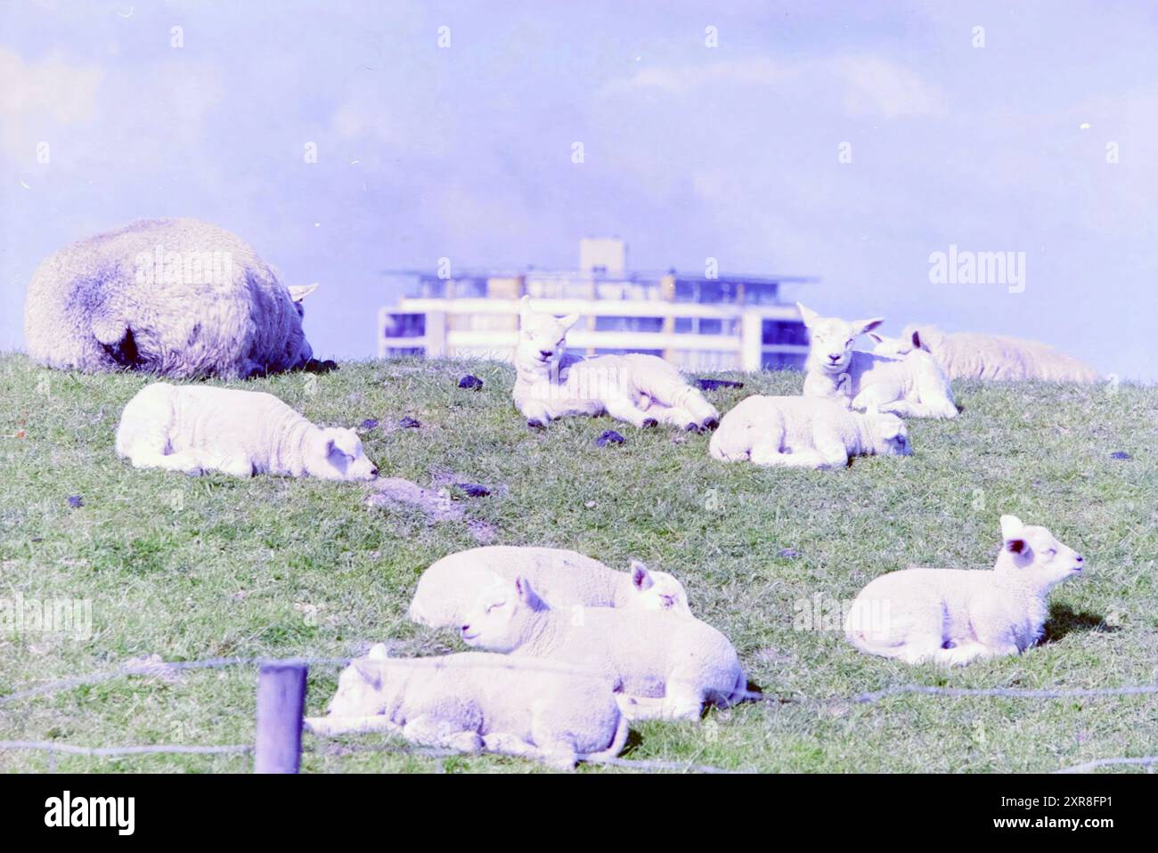 Agneaux, Haarlem, pays-Bas, 12-04-2002, Whizgle Dutch News : des images historiques sur mesure pour l'avenir. Explorez le passé néerlandais avec des perspectives modernes grâce à des images d'agences néerlandaises. Concilier les événements d'hier avec les perspectives de demain. Embarquez pour un voyage intemporel avec des histoires qui façonnent notre avenir. Banque D'Images Agneaux, Haarlem, pays-Bas, 12-04-2002, Whizgle Dutch News : des images historiques sur mesure pour l'avenir. Explorez le passé néerlandais avec des perspectives modernes grâce à des images d'agences néerlandaises. Concilier les événements d'hier avec les perspectives de demain. Embarquez pour un voyage intemporel avec des histoires qui façonnent notre avenir. Banque D'Images