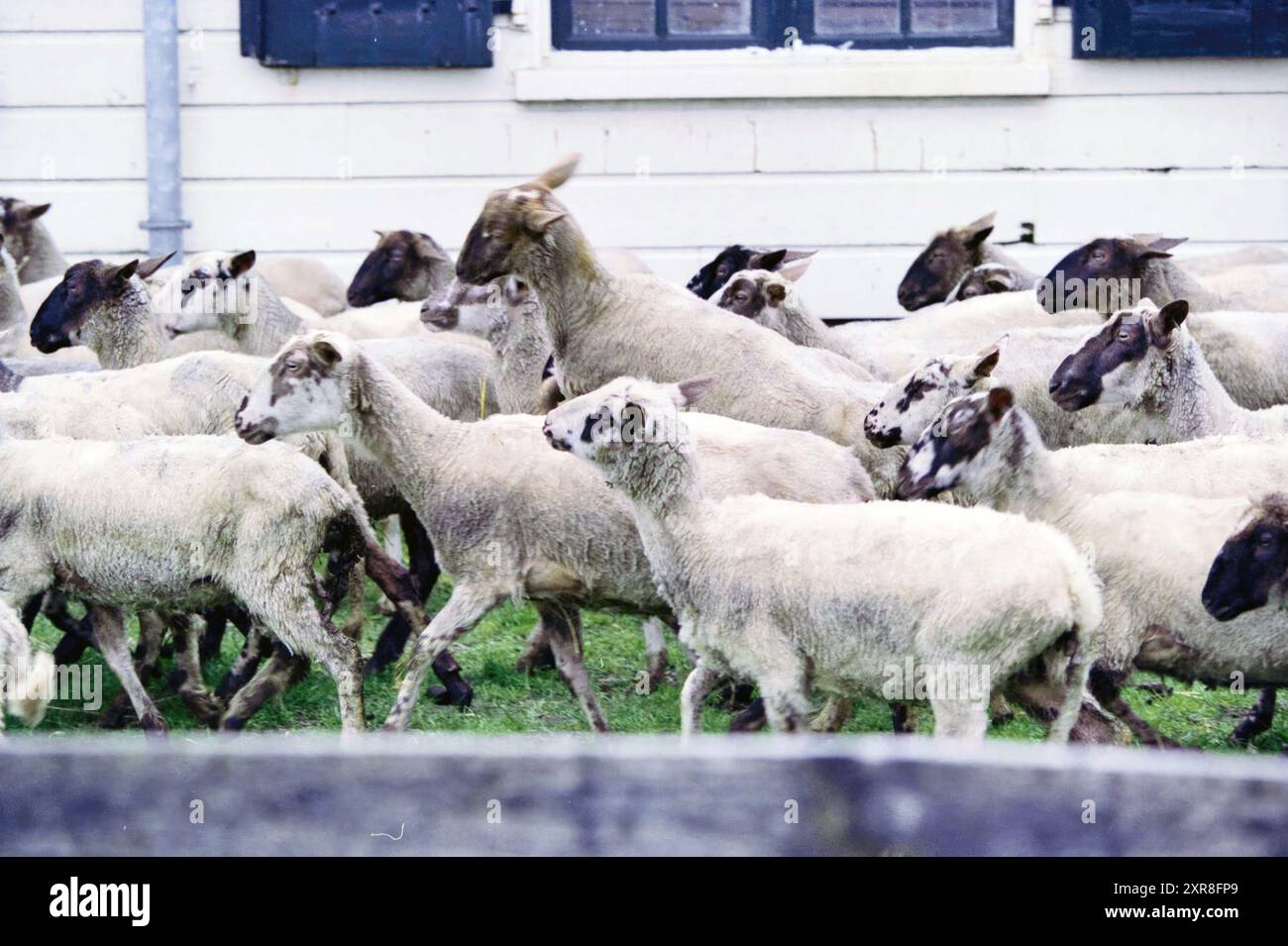Éleveur de moutons, Rijsenhout, Rijsenhout, 12-04-2001, Whizgle Dutch News : des images historiques sur mesure pour l'avenir. Explorez le passé néerlandais avec des perspectives modernes grâce à des images d'agences néerlandaises. Concilier les événements d'hier avec les perspectives de demain. Embarquez pour un voyage intemporel avec des histoires qui façonnent notre avenir. Banque D'Images Éleveur de moutons, Rijsenhout, Rijsenhout, 12-04-2001, Whizgle Dutch News : des images historiques sur mesure pour l'avenir. Explorez le passé néerlandais avec des perspectives modernes grâce à des images d'agences néerlandaises. Concilier les événements d'hier avec les perspectives de demain. Embarquez pour un voyage intemporel avec des histoires qui façonnent notre avenir. Banque D'Images