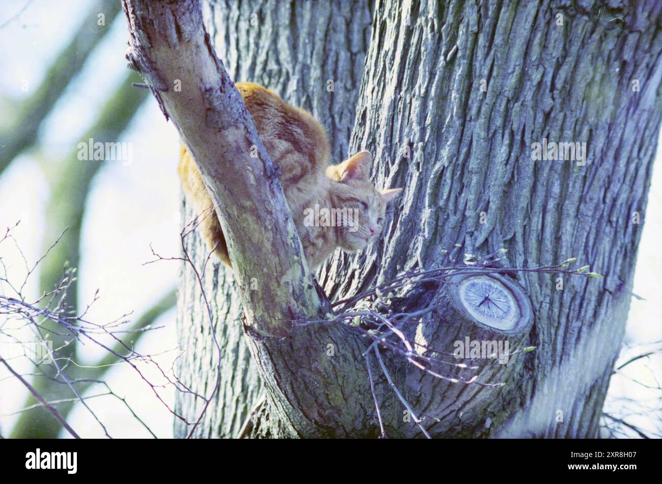 Chat dans l'arbre, Ruigoord, 12-04-1995, Whizgle Dutch News : images historiques sur mesure pour l'avenir. Explorez le passé néerlandais avec des perspectives modernes grâce à des images d'agences néerlandaises. Concilier les événements d'hier avec les perspectives de demain. Embarquez pour un voyage intemporel avec des histoires qui façonnent notre avenir. Banque D'Images Chat dans l'arbre, Ruigoord, 12-04-1995, Whizgle Dutch News : images historiques sur mesure pour l'avenir. Explorez le passé néerlandais avec des perspectives modernes grâce à des images d'agences néerlandaises. Concilier les événements d'hier avec les perspectives de demain. Embarquez pour un voyage intemporel avec des histoires qui façonnent notre avenir. Banque D'Images