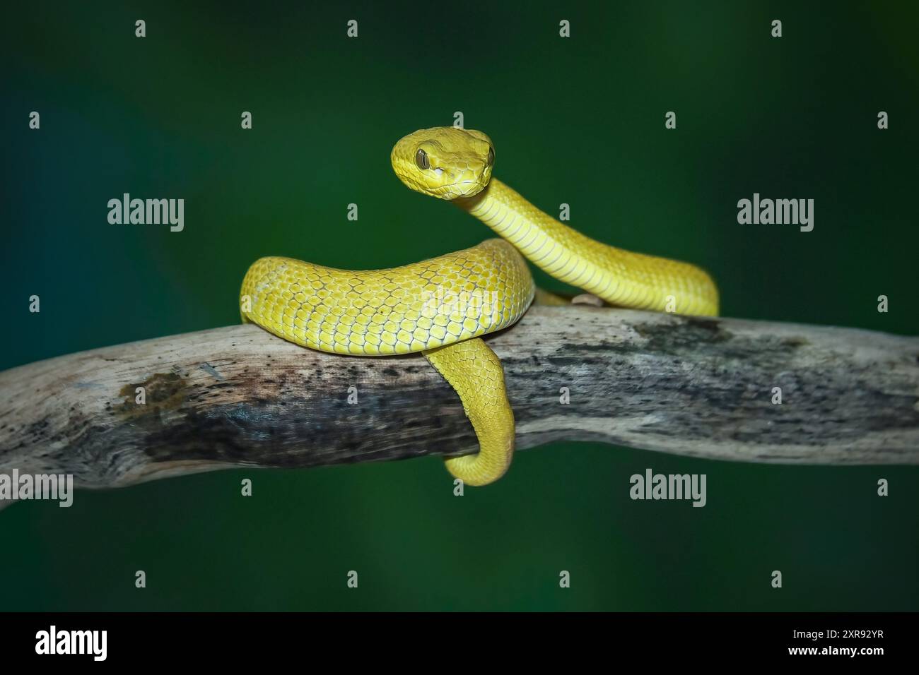 Trimeresurus insularis jaune, belle Pit Viper Banque D'Images