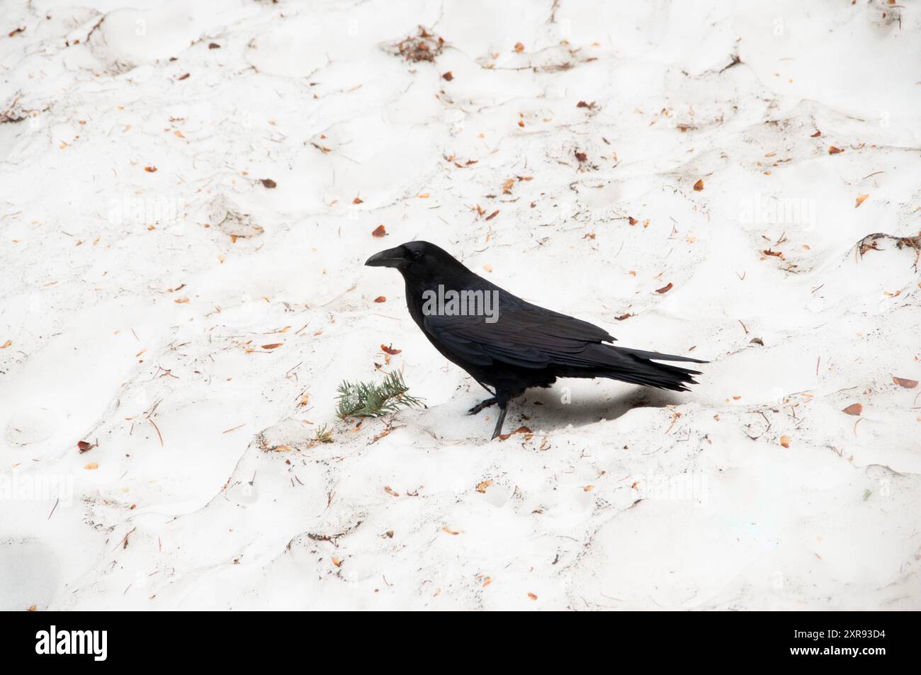 Dark Raven dans la neige à Yosemite Banque D'Images