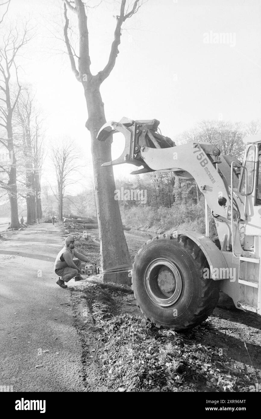Abattre des arbres, Elswoutslaan, arbres, Elswoutslaan, 04-11-1986, Whizgle Dutch News : des images historiques sur mesure pour l'avenir. Explorez le passé néerlandais avec des perspectives modernes grâce à des images d'agences néerlandaises. Concilier les événements d'hier avec les perspectives de demain. Embarquez pour un voyage intemporel avec des histoires qui façonnent notre avenir. Banque D'Images
