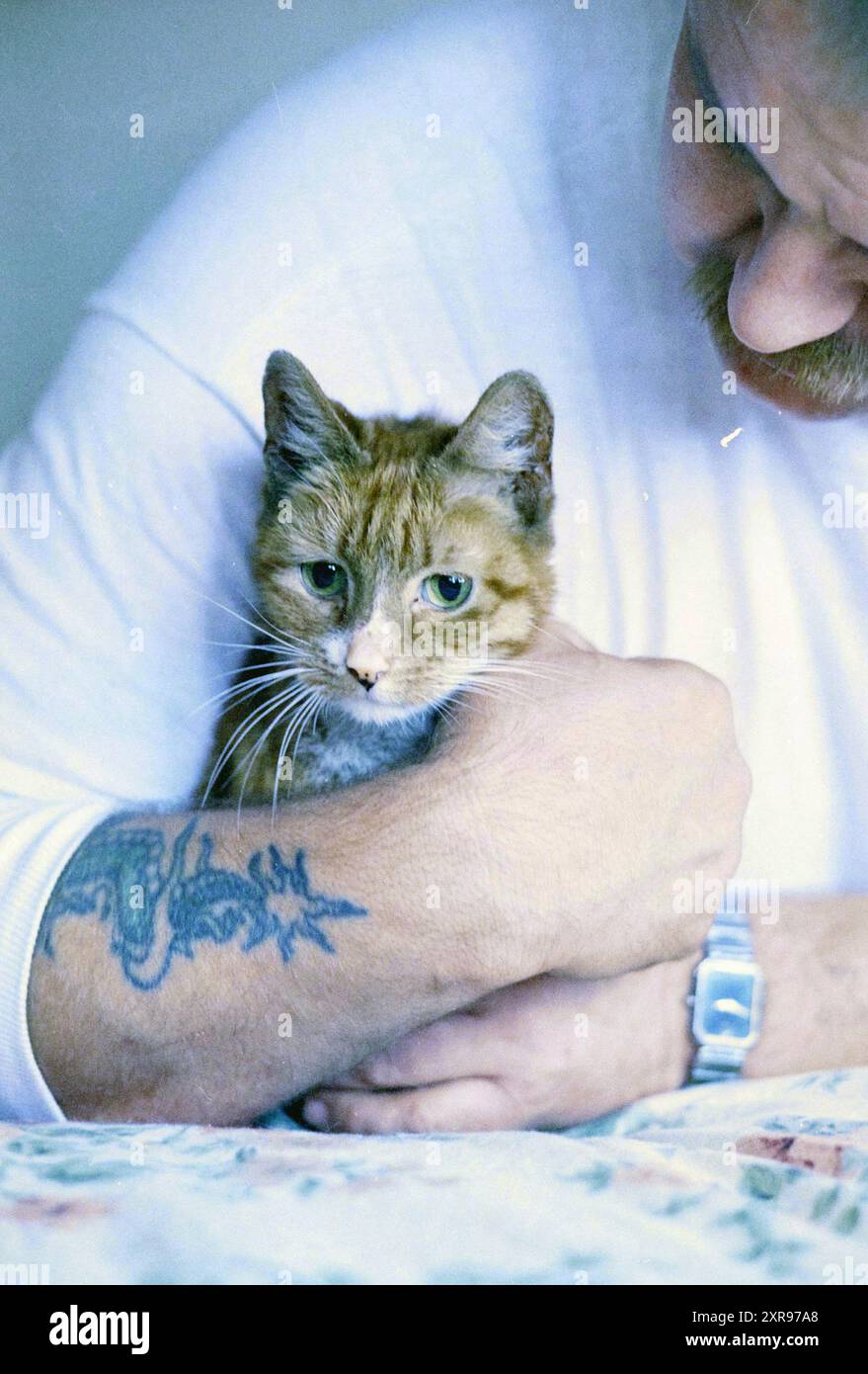 Red Cat, Whizgle Dutch News : des images historiques sur mesure pour l'avenir. Explorez le passé néerlandais avec des perspectives modernes grâce à des images d'agences néerlandaises. Concilier les événements d'hier avec les perspectives de demain. Embarquez pour un voyage intemporel avec des histoires qui façonnent notre avenir. Banque D'Images