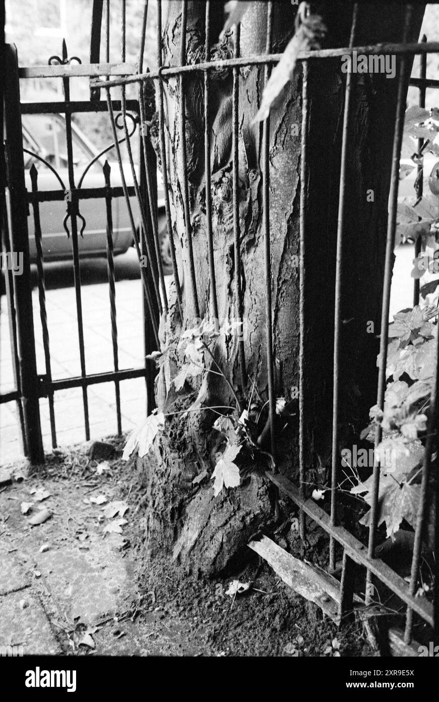 Tronc d'arbre à travers la clôture, arbres, clôtures, 11-10-1984, Whizgle Dutch News : images historiques sur mesure pour l'avenir. Explorez le passé néerlandais avec des perspectives modernes grâce à des images d'agences néerlandaises. Concilier les événements d'hier avec les perspectives de demain. Embarquez pour un voyage intemporel avec des histoires qui façonnent notre avenir. Banque D'Images