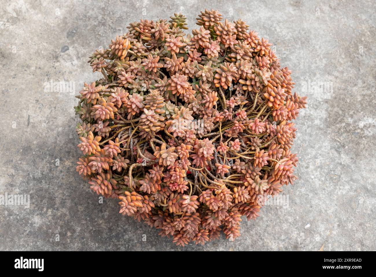 Vue de dessus de Sedum succulent dans un pot sur sol en béton Banque D'Images