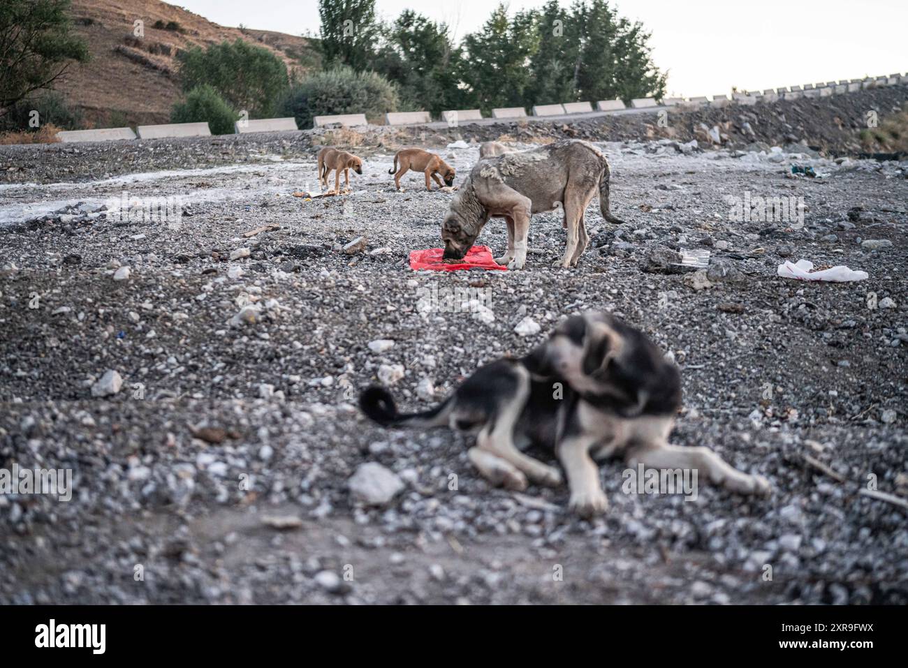 Ankara, Turquie. 09 août 2024. Chiens vus près d'une fosse commune. Une fosse commune d'animaux a été trouvée dans une zone proche de l'Ankara Alt?nda? Centre de soins des animaux à Kavakl?, qui est loin du centre-ville dans l'Alt?nda d'Ankara? District, immédiatement après la modification de la loi sur la protection des animaux. Les forces de gendarmerie ont pris des mesures de sécurité dans la région et des amoureux des animaux étaient présents pour protéger les animaux et surveiller l'enquête sur les lieux du crime. Crédit : SOPA images Limited/Alamy Live News Banque D'Images