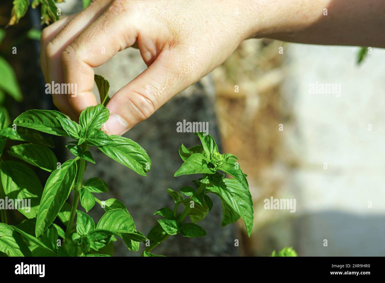 Main mâle cueillant une feuille d'un buisson de basilic vert (Ocimum basilicum) - photo en gros plan. Cueillette d'herbes pour cuisiner dans le jardin. Banque D'Images