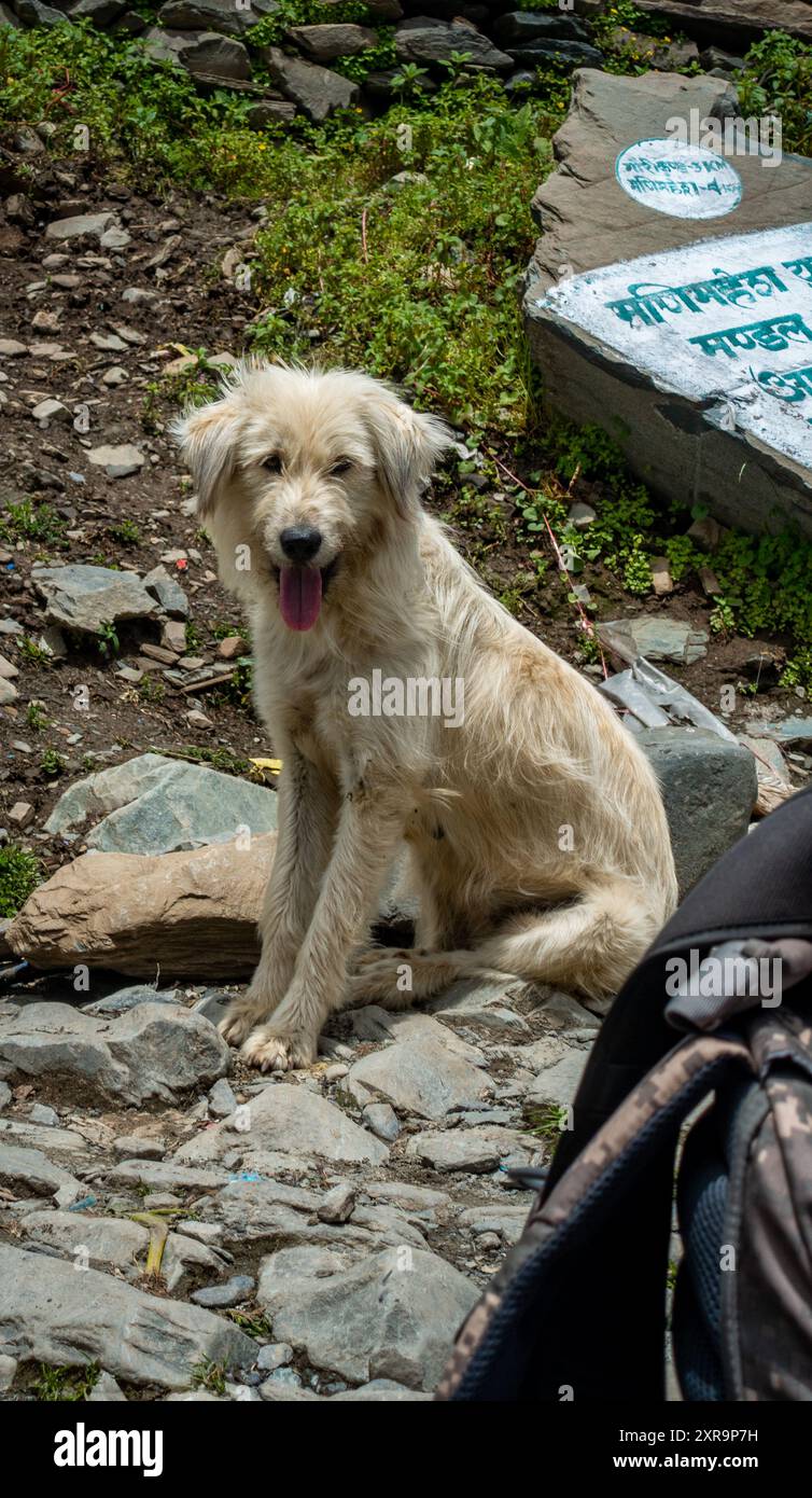 July25th2024, Himachal Pradesh, Inde. Un charmant chiot blanc mastiff Himachali dans les superbes montagnes himalayennes de l'Himachal Pradesh, en Inde. Une charcuterie Banque D'Images