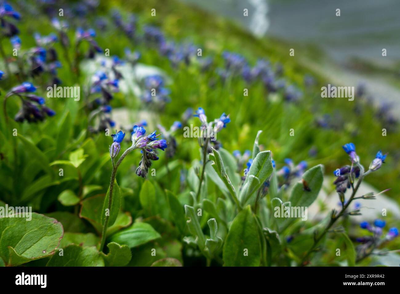 Mertensia tweedy, également connu sous le nom de bluebell alpine ou bluebell de Virginie, fleurissant dans les prairies himalayennes de l'Himachal Pradesh, en Inde. Banque D'Images