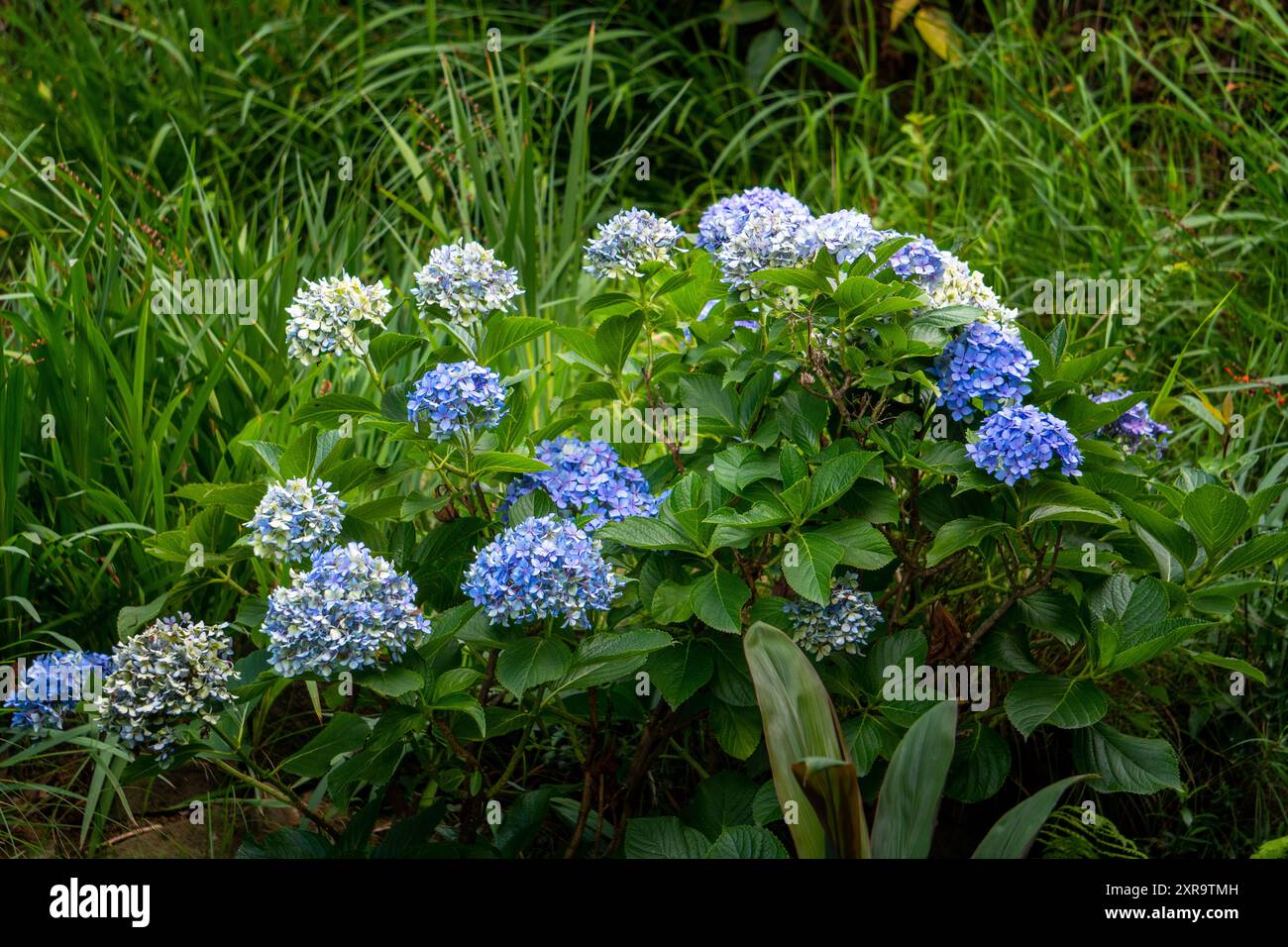 Fleurs d'hortensia bleues fleurissant dans un jardin biologique dans l'Himachal Pradesh, en Inde, mettant en valeur des couleurs vives et une beauté naturelle. Banque D'Images