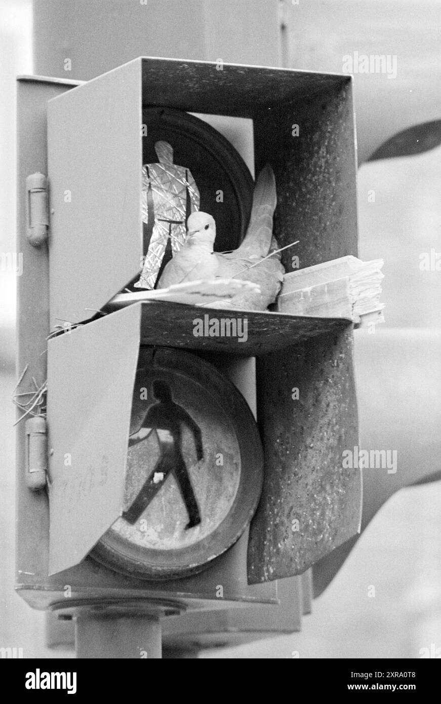 Élevage de pigeons dans le feu de circulation piétonnier, Rijksstraatweg, oiseaux, 25-04-1977, Whizgle Dutch News : images historiques sur mesure pour l'avenir. Explorez le passé néerlandais avec des perspectives modernes grâce à des images d'agences néerlandaises. Concilier les événements d'hier avec les perspectives de demain. Embarquez pour un voyage intemporel avec des histoires qui façonnent notre avenir. Banque D'Images