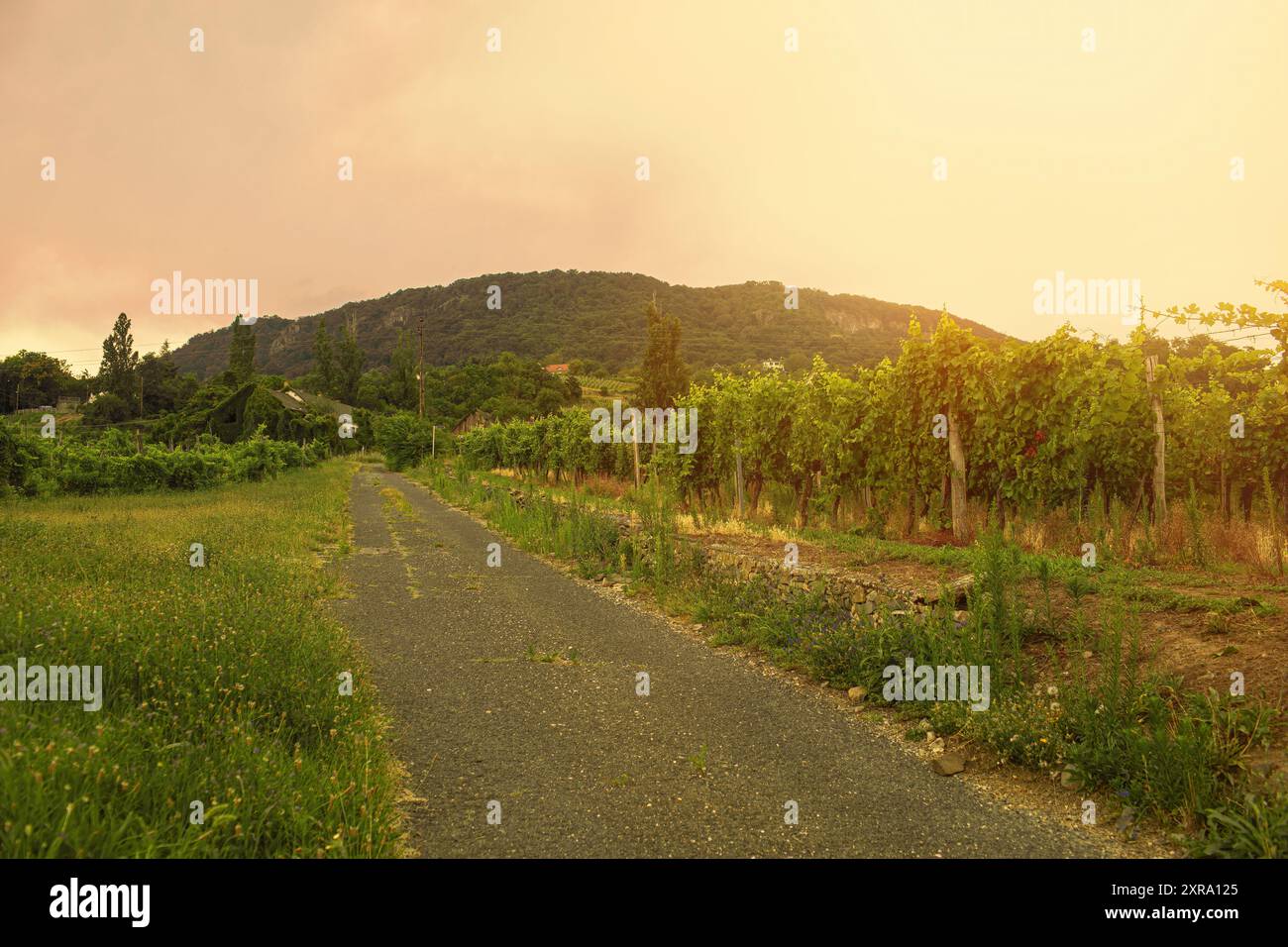 Vignobles sur une pente à Badacsony, région viticole de Hongrie. Photo de haute qualité Banque D'Images