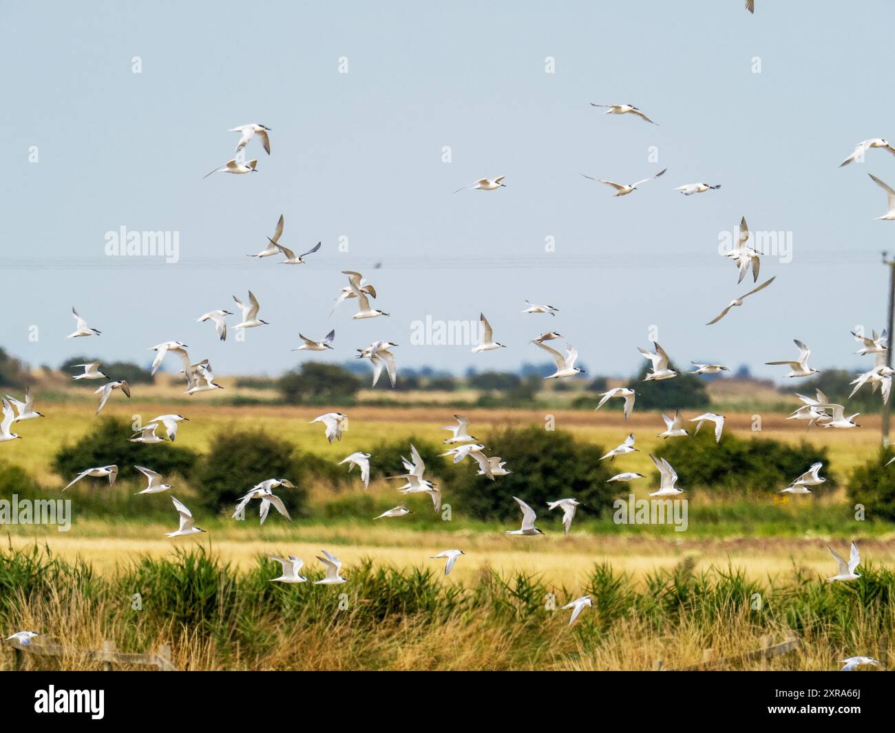 Sandwich Tern, Thalasseus sandvicensis survolant les zones humides de Kilnsea à Spurn, Yorkshire, Royaume-Uni. Banque D'Images