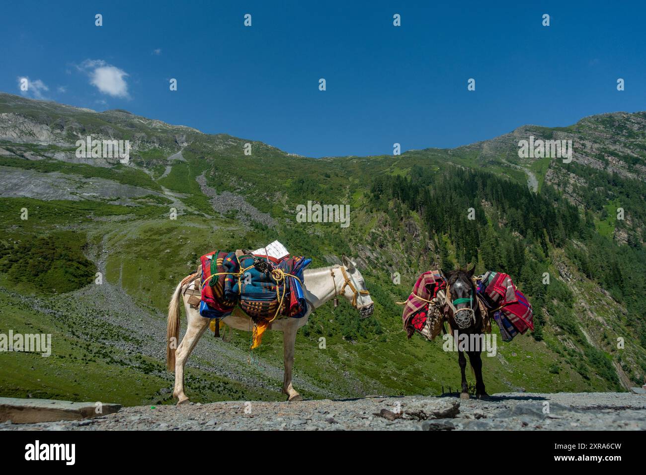 Chevaux de montagne et mules avec des sacs de selle pour transporter des fournitures, l'Himalaya supérieur. Ces animaux sont cruciaux pour le transport de marchandises vers le diable éloigné Banque D'Images