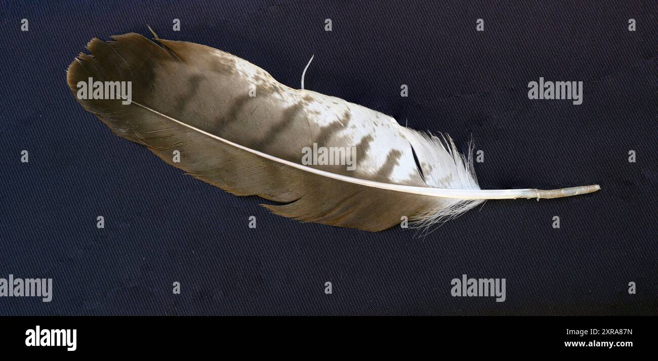 Plume d'une bulle à longues pattes (Buteo rufinus) photographiée en Israël en juillet Banque D'Images