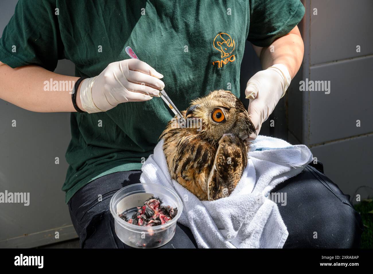 Care donneurs nourrit de force un jeune orphelin, Bubo bubo بوهة أوراسية, aigle-hibou eurasien photographié à l'hôpital israélien de la faune, Ramat Gan, Banque D'Images