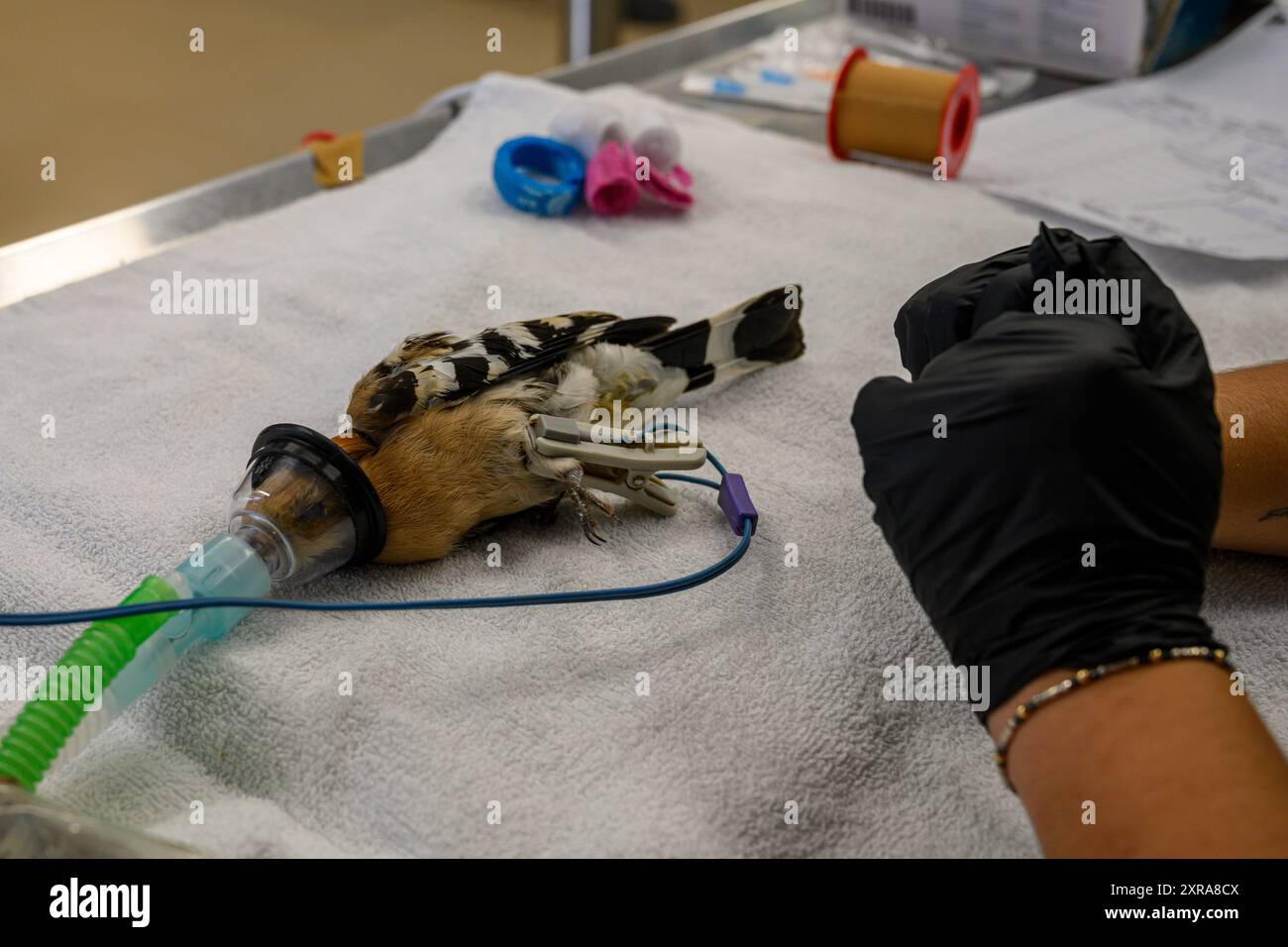 Le chirurgien vétérinaire opère et pose un fémur cassé dans la jambe d'un hoopoe eurasien (épops Upupa) L'oiseau est sous anesthésie générale photog Banque D'Images